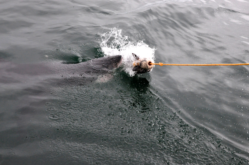 Melanie Heinrich Travel images Capetown -Shark diving Africa